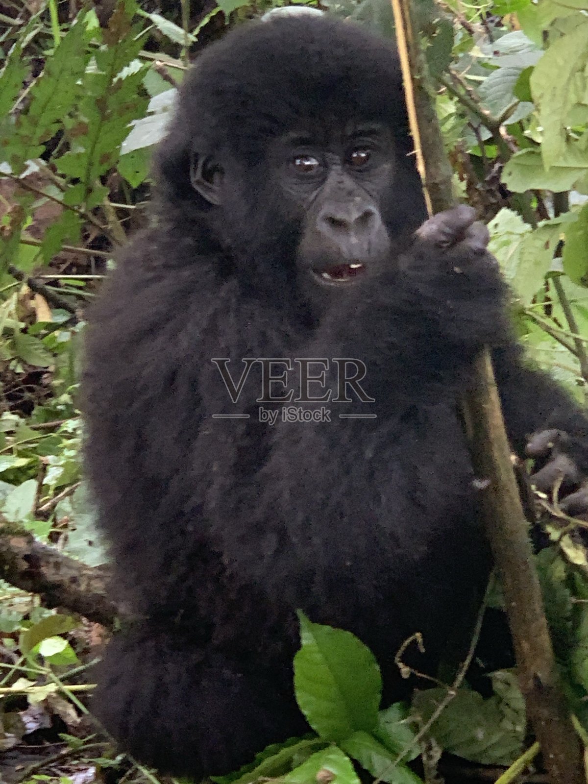 刚果民主共和国山地大猩猩照片摄影图片