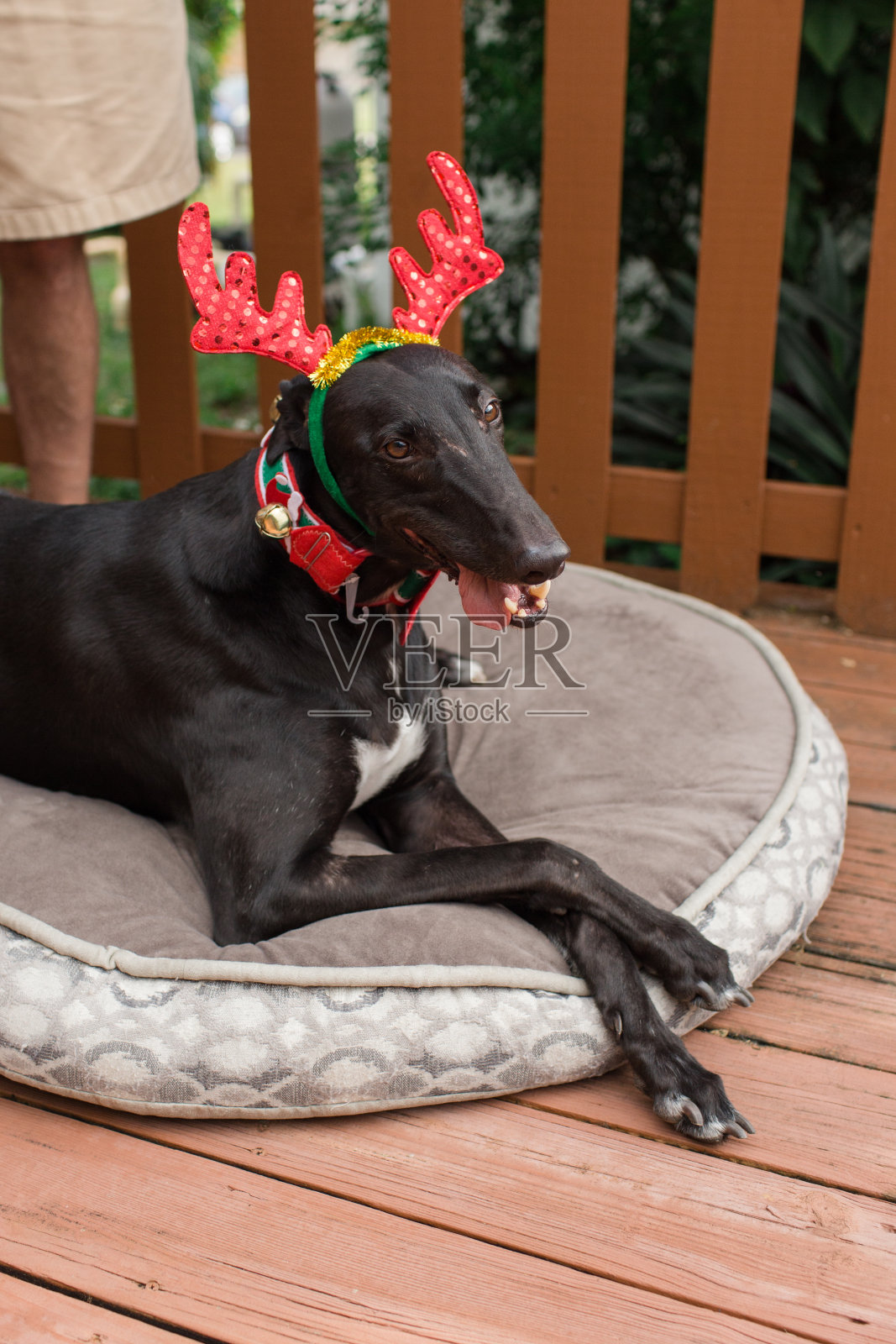 圣诞节灰狗狗照片摄影图片