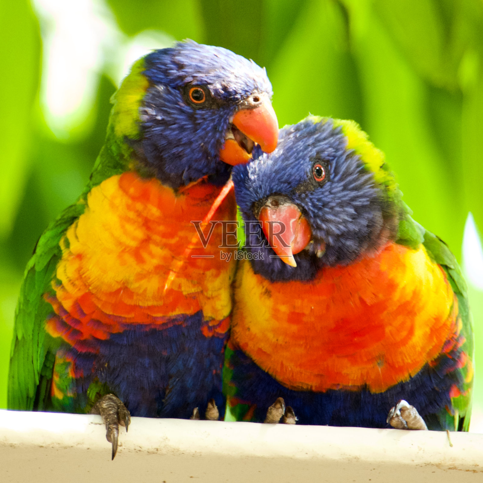 澳大利亚彩虹Lorikeets Trichoglossus haematodus。照片摄影图片