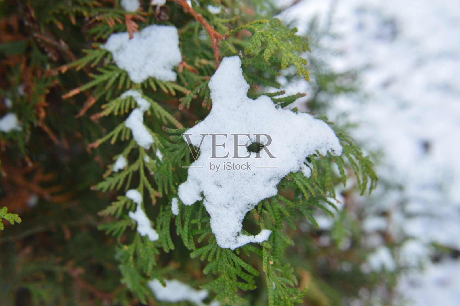 公园里第一场冬雪的质感照片摄影图片