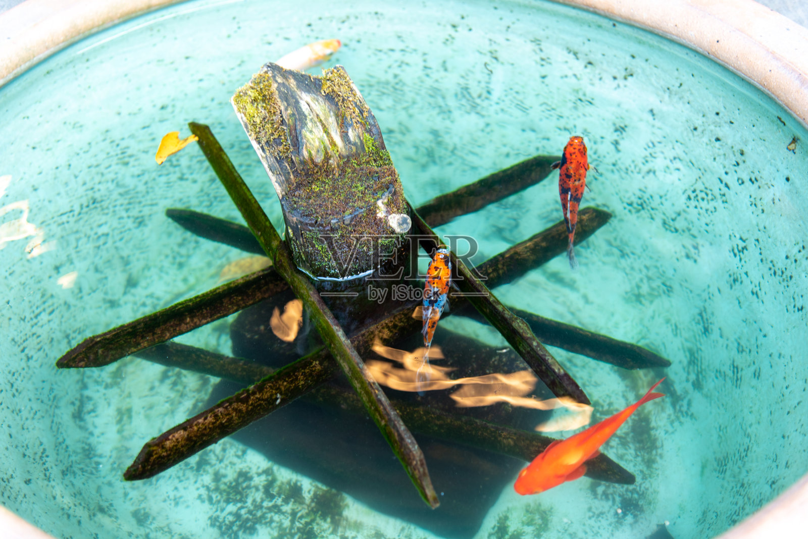 金鱼照片摄影图片