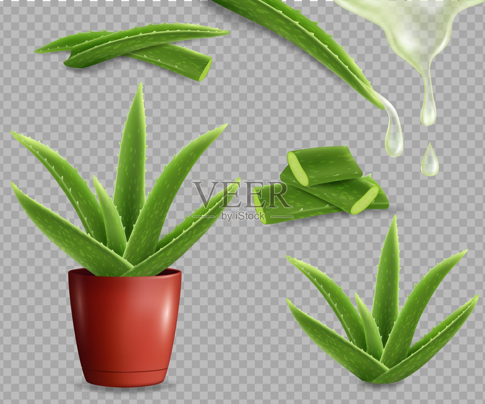 芦荟药用植物组，病媒分离插图插画图片素材