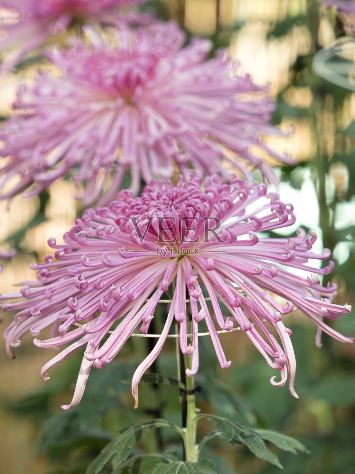 菊花节照片摄影图片