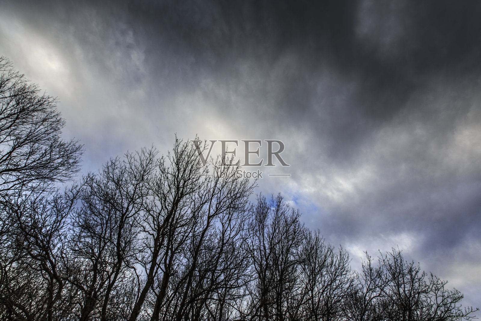 美丽的树梢映在多云的天空上照片摄影图片