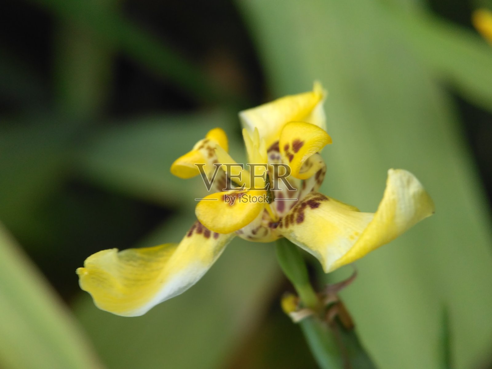 森林兰花黄花宏为背景，壁纸和设计照片摄影图片