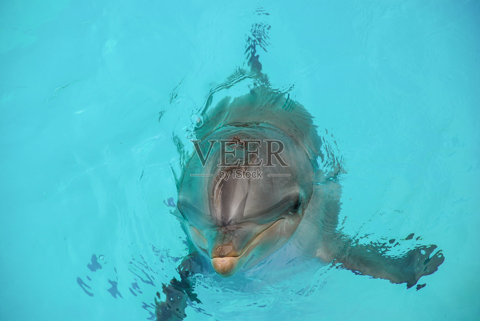 宽吻海豚(Tursiops trunccatus)照片摄影图片