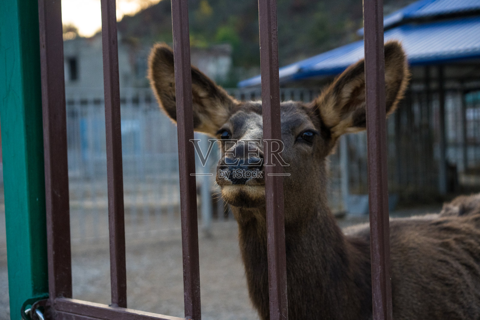 小鹿被关在动物园里照片摄影图片