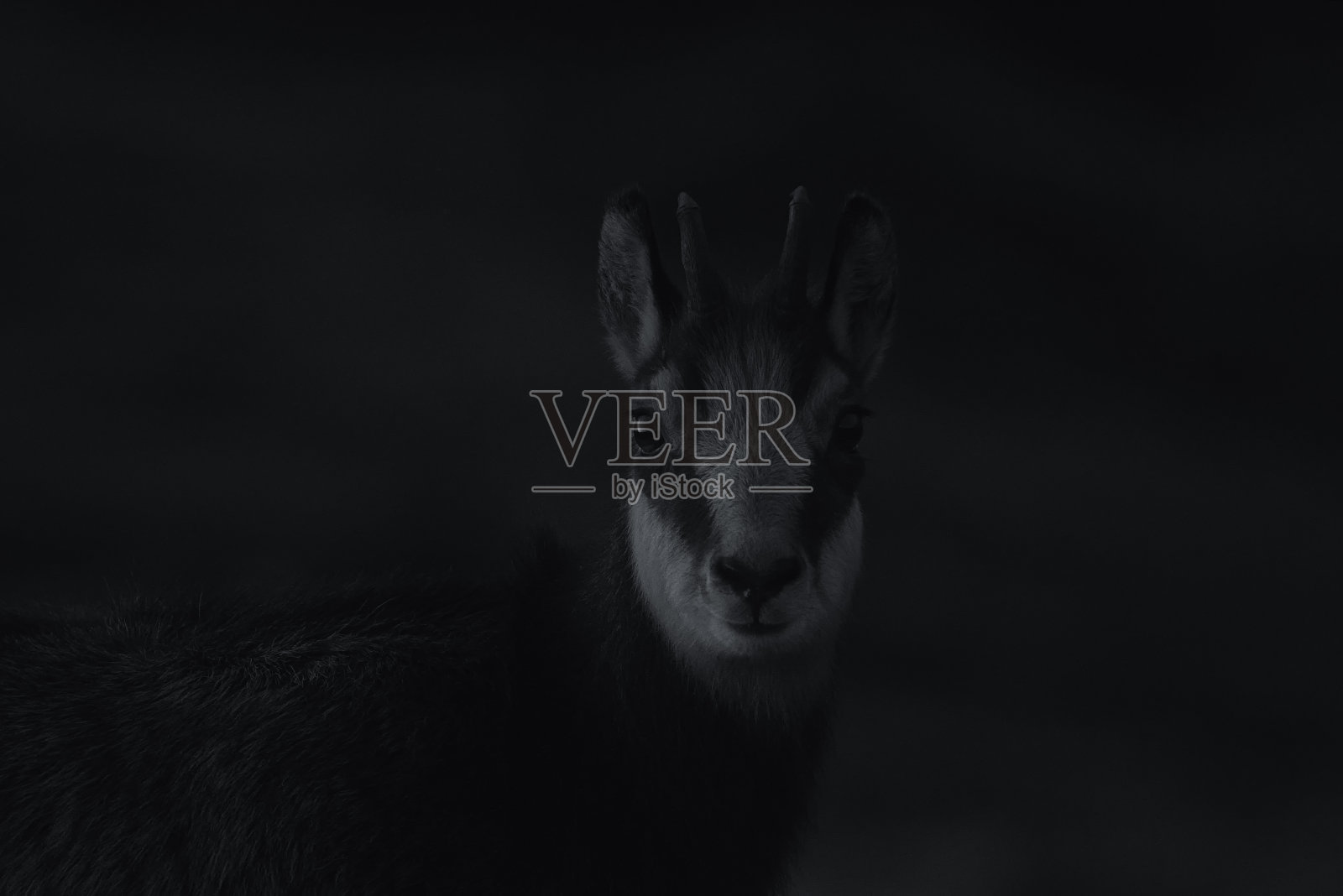 山羊-羚羊岩羚羊肖像(Rupicapra Rupicapra)照片摄影图片