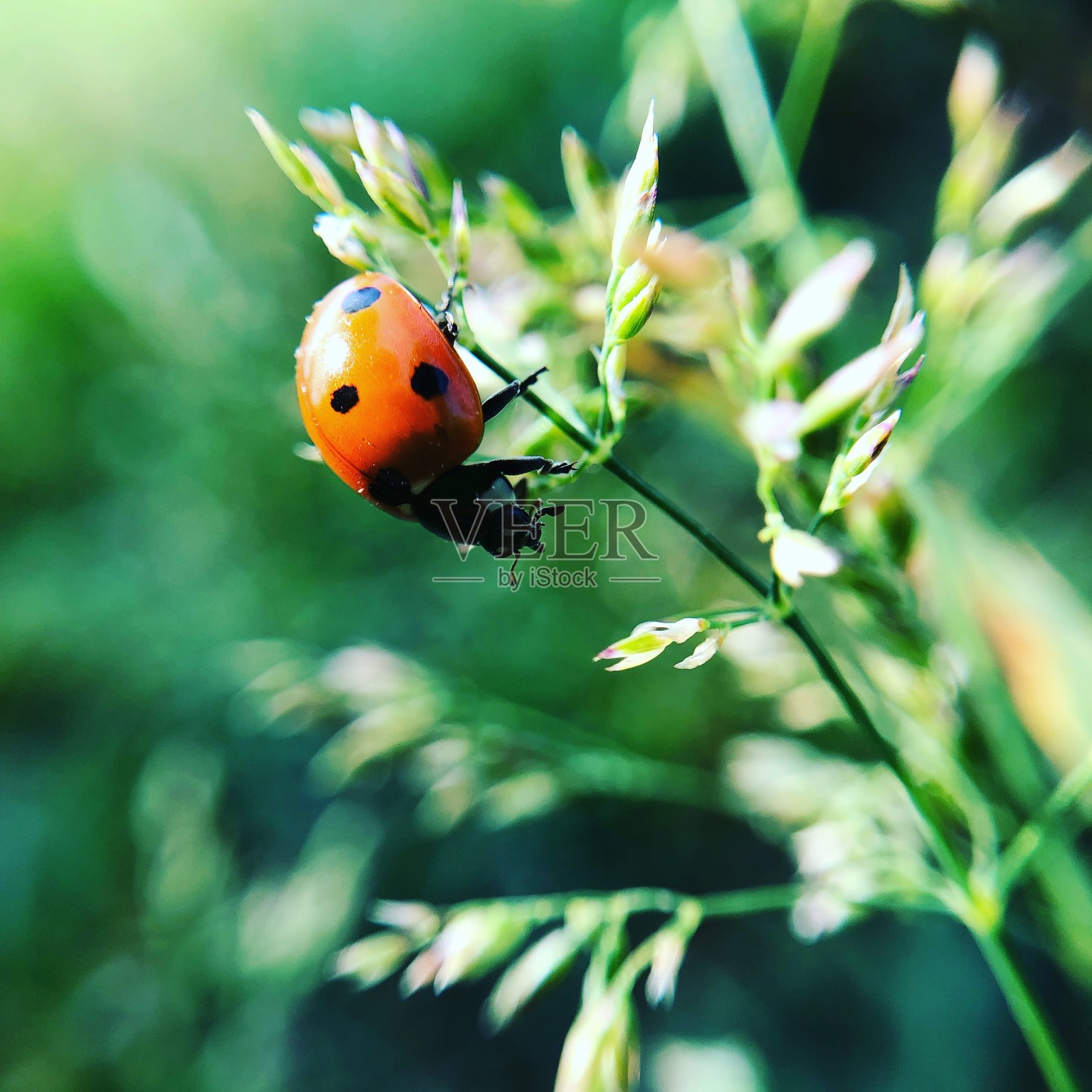 瓢虫照片摄影图片