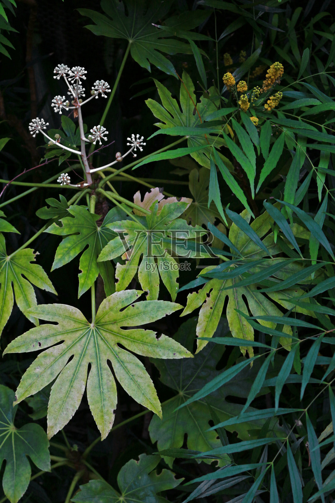 近距离背景材料照片的绿色植被种植在一个黑暗的花园照片摄影图片