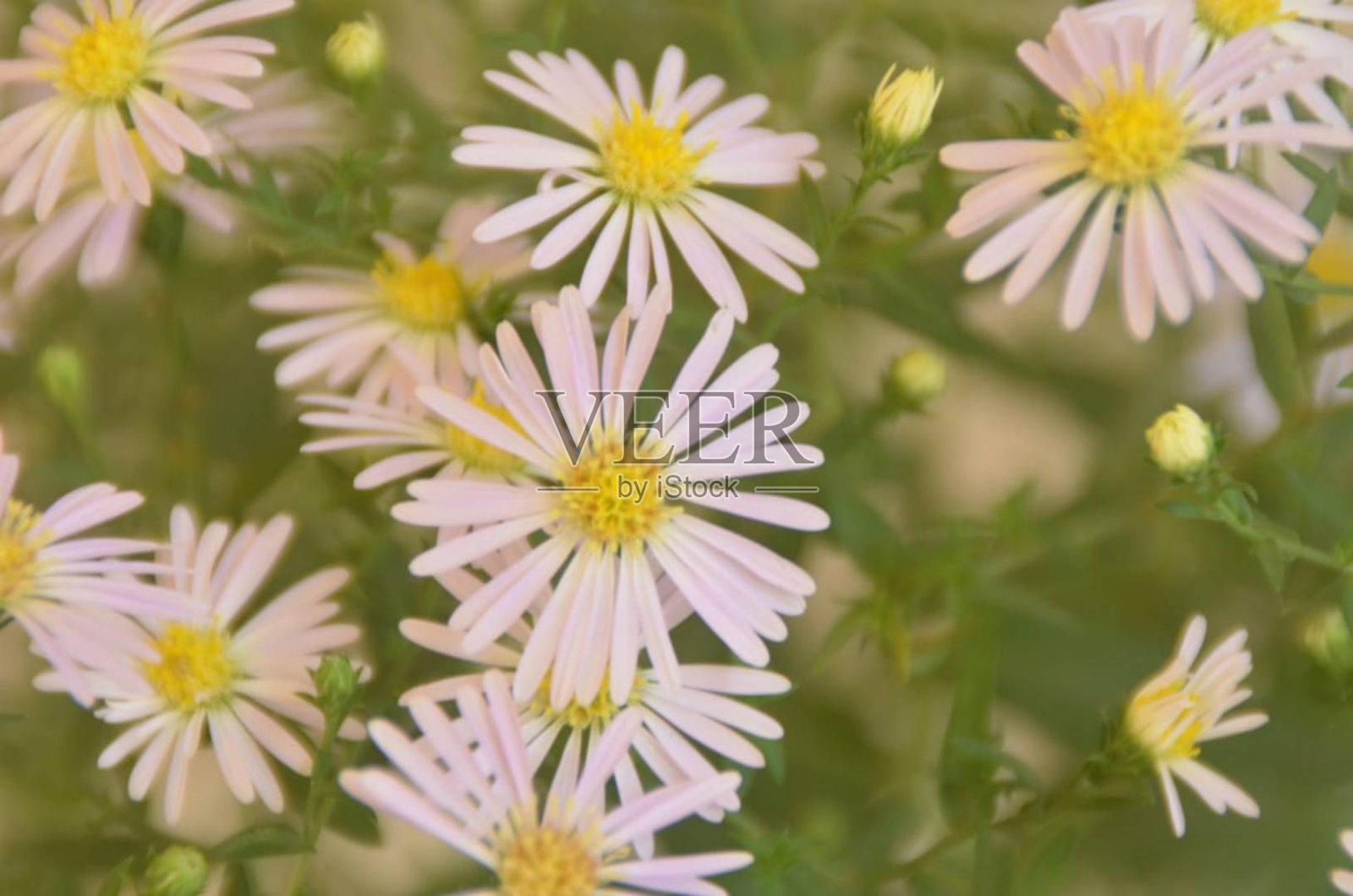 印度白色花照片摄影图片