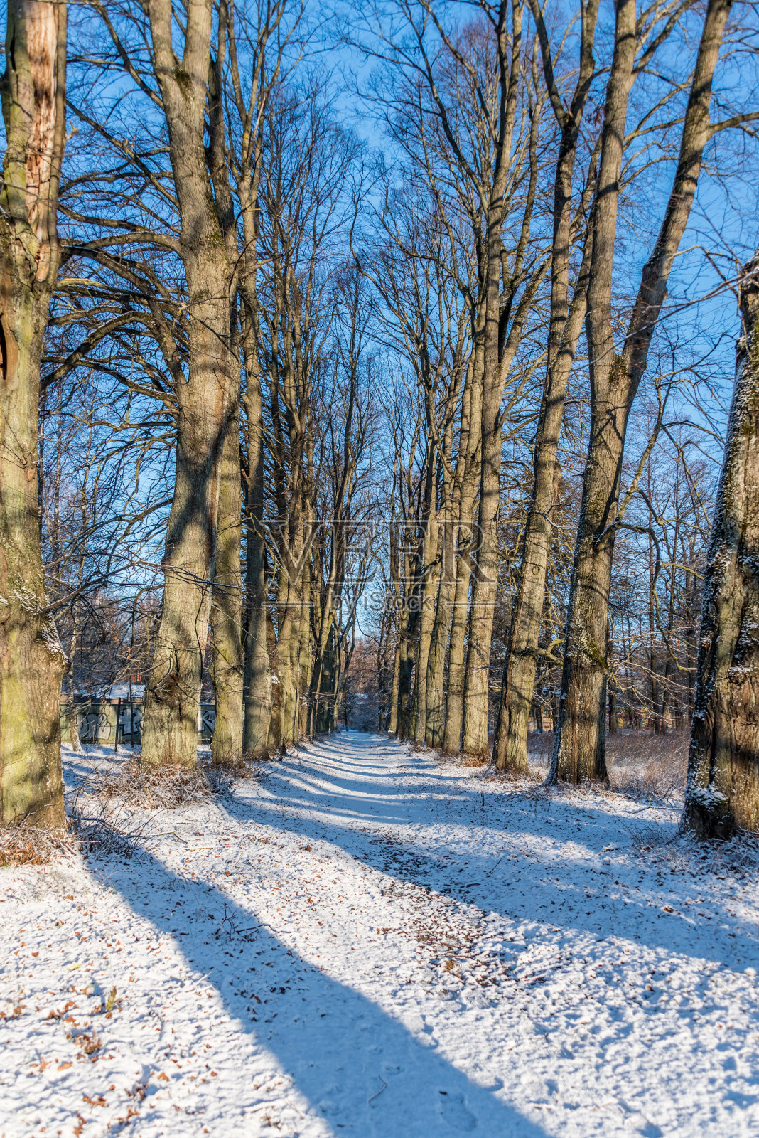在寒冷的冬天，被雪覆盖的小路穿过树林照片摄影图片