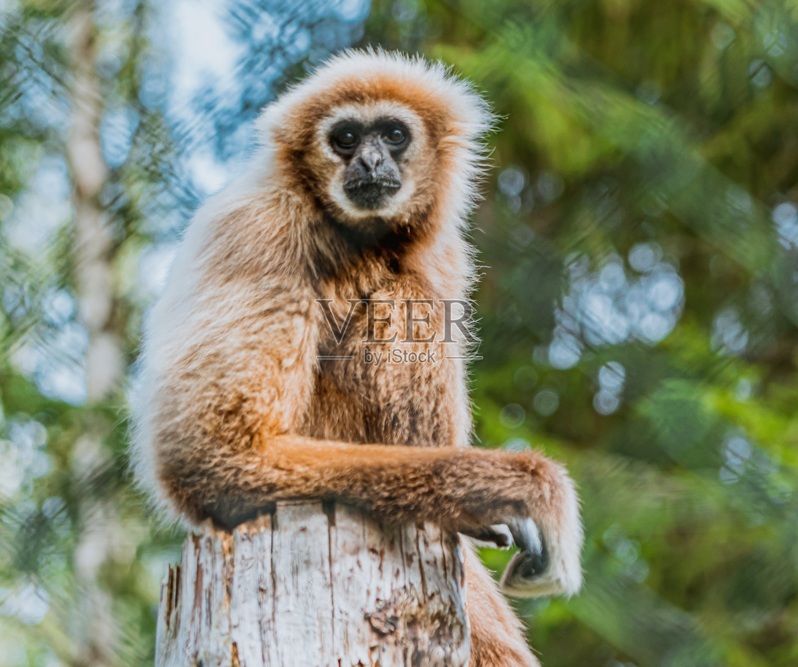 长臂猿(Hylobates lar)特写照片照片摄影图片