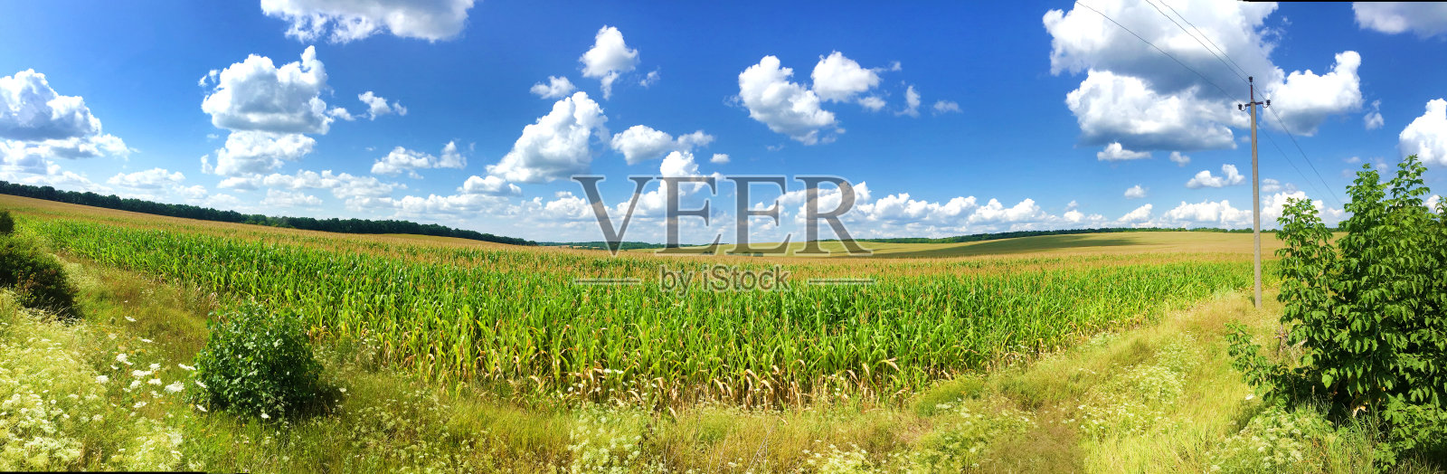 夏日玉米田全景：晴朗多云的天空照片摄影图片