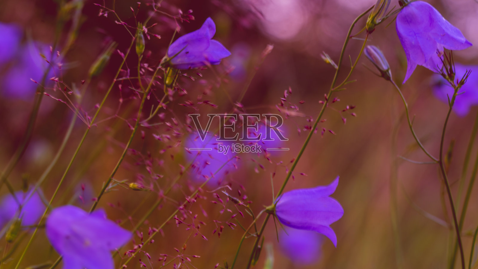 这幅图展示了用微距镜头拍摄的五颜六色的花朵照片摄影图片