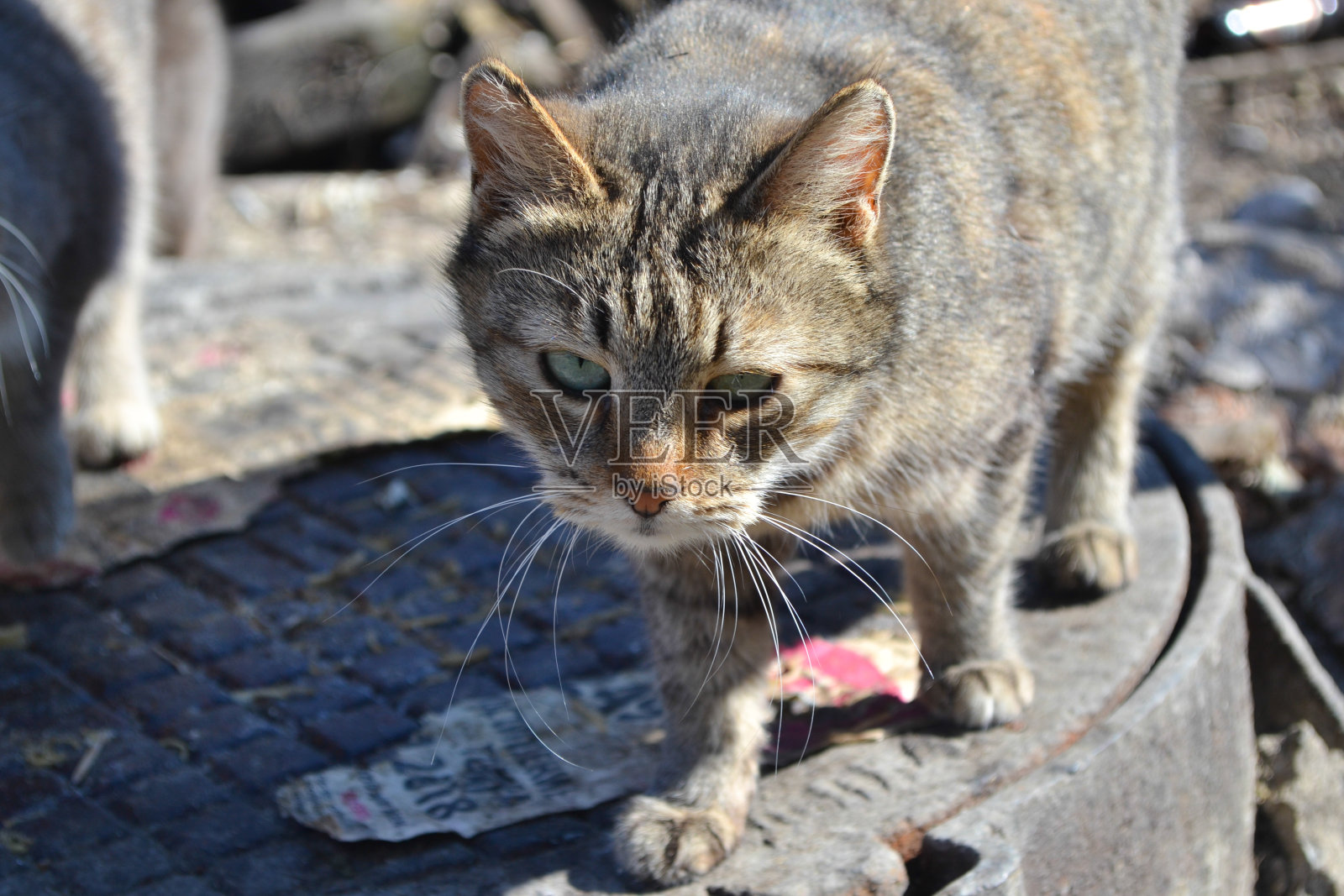 猫照片摄影图片