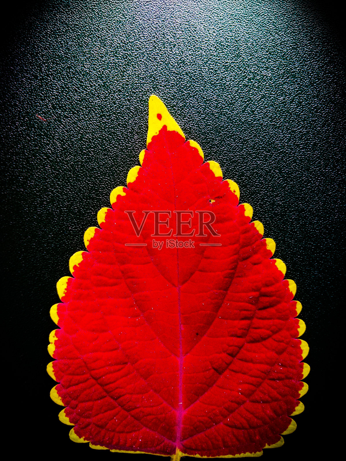 红色的叶子照片摄影图片