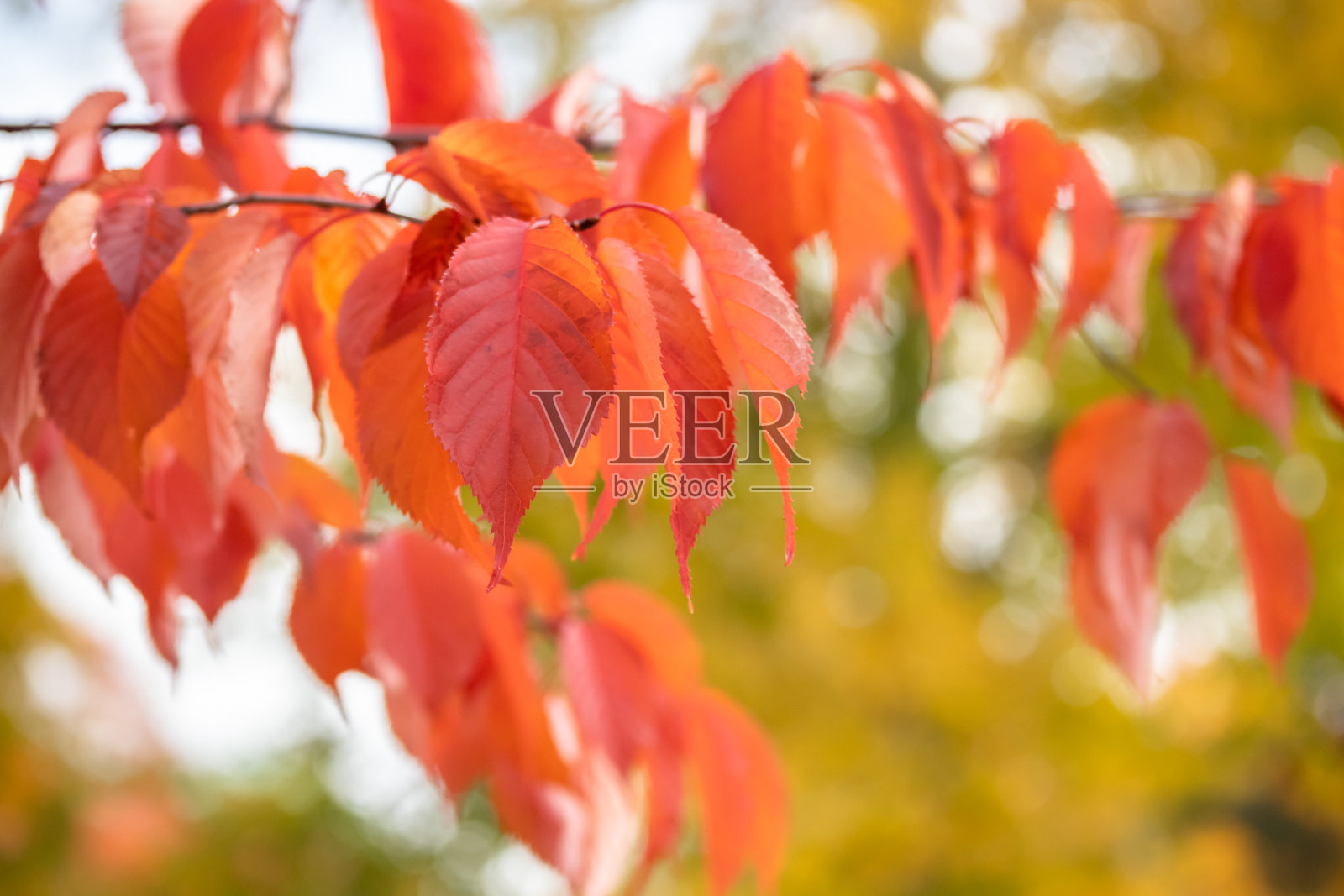 在晴朗的秋日，树枝上的红叶照片摄影图片