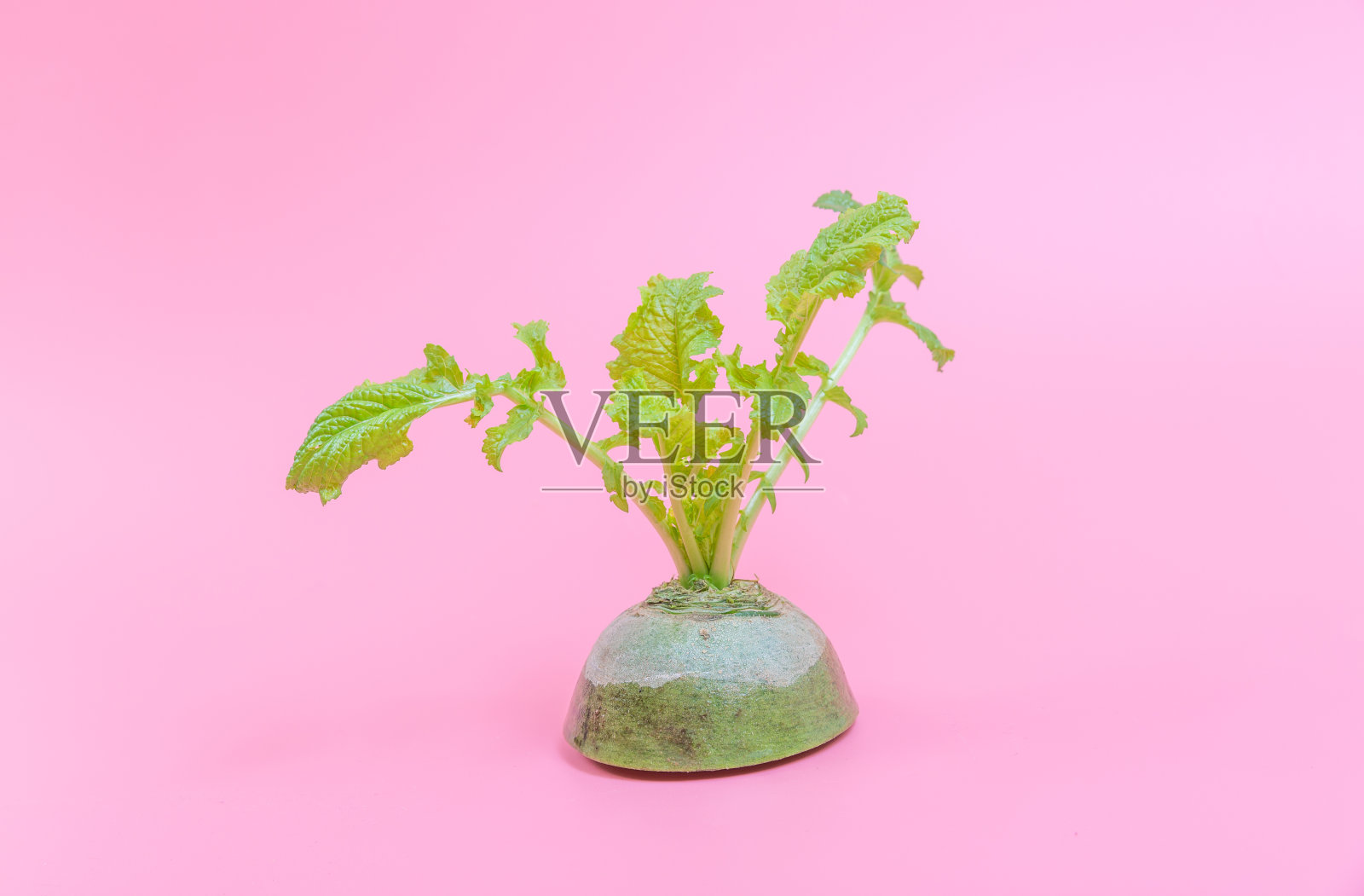 切绿萝卜和绿叶照片摄影图片