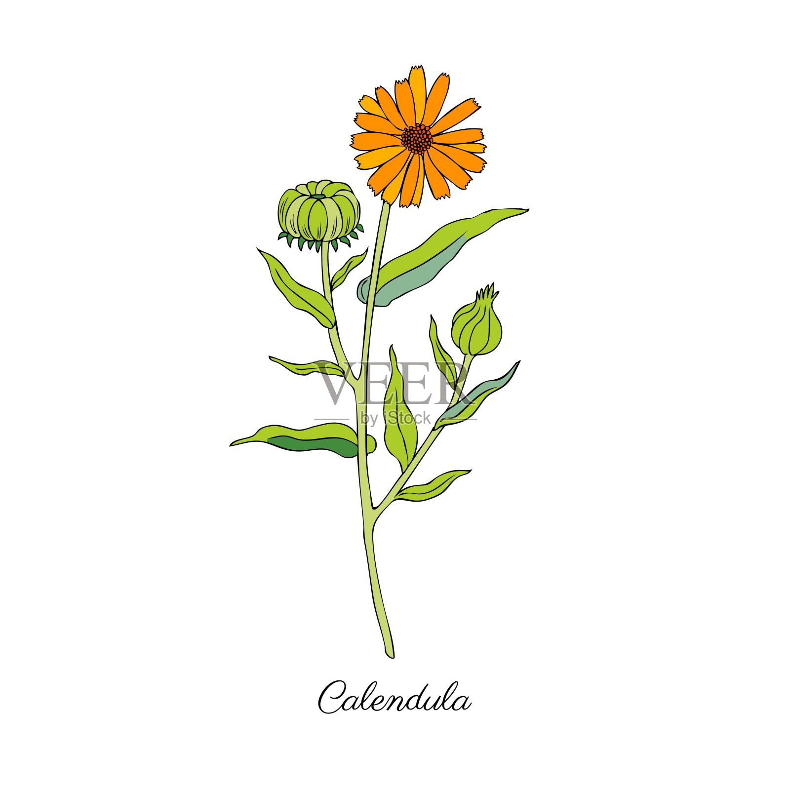 金盏花孤立在白色背景，植物手绘涂鸦素描万寿菊，矢量插图设计包装茶，化妆品，天然药物，贺卡，婚礼邀请插画图片素材