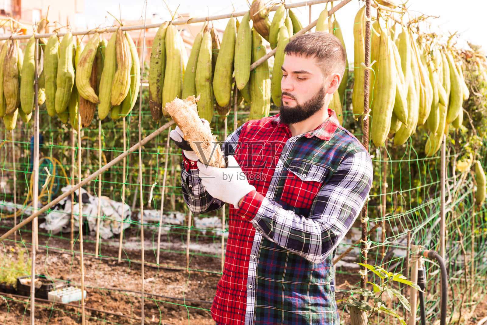 农民在农场后院清理干燥的丝瓜照片摄影图片