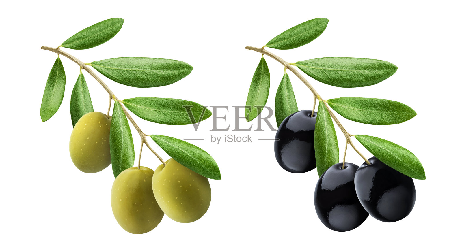 橄榄枝与绿色和黑色橄榄孤立在白色背景上照片摄影图片