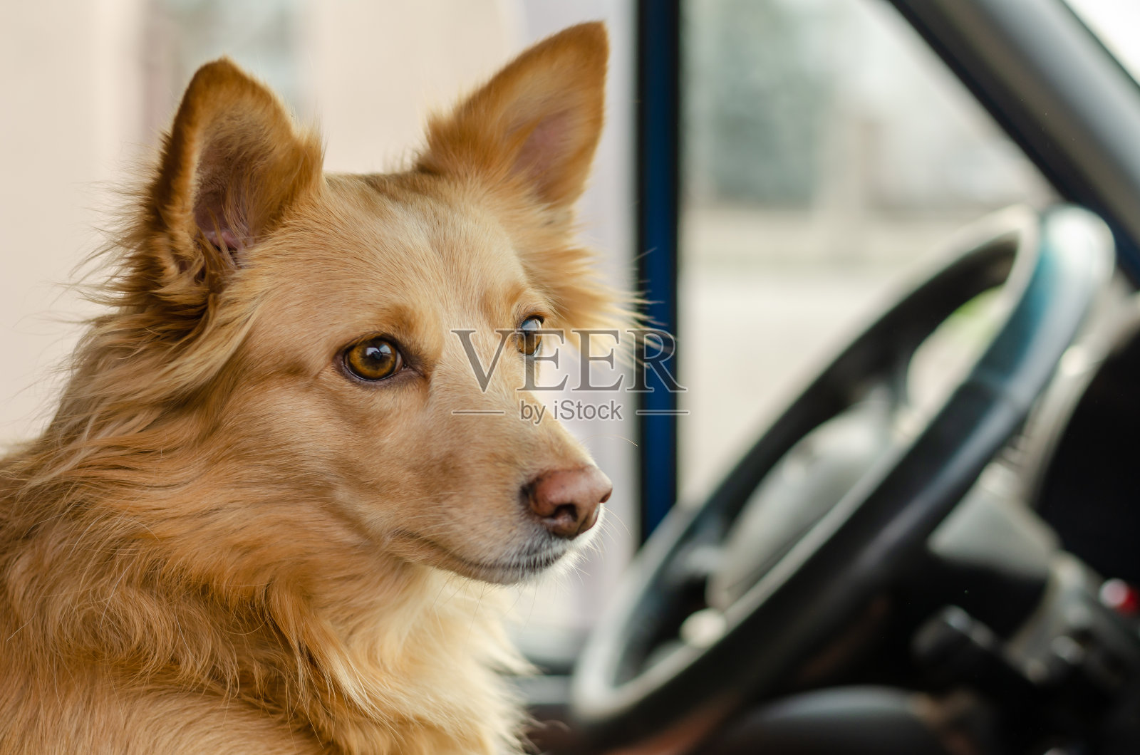 红色家犬肖像照片摄影图片