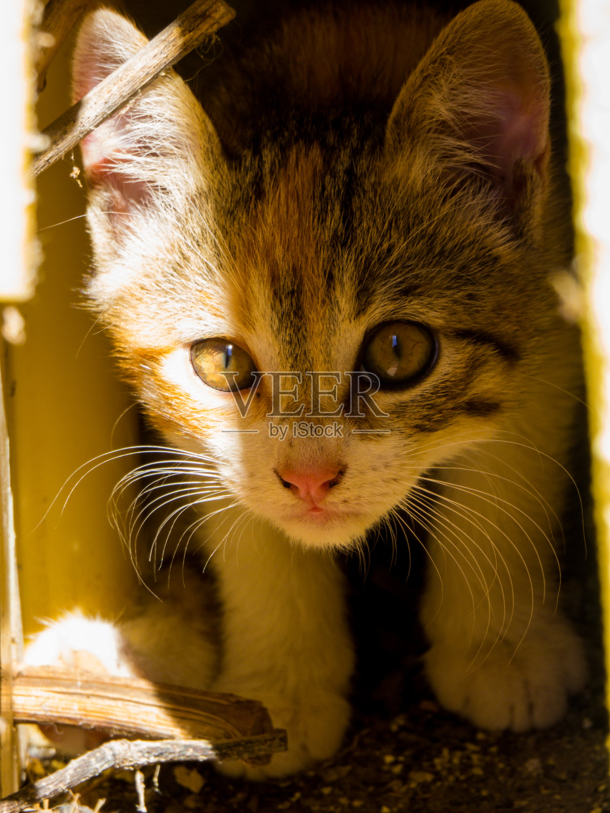 可爱的小猫照片摄影图片