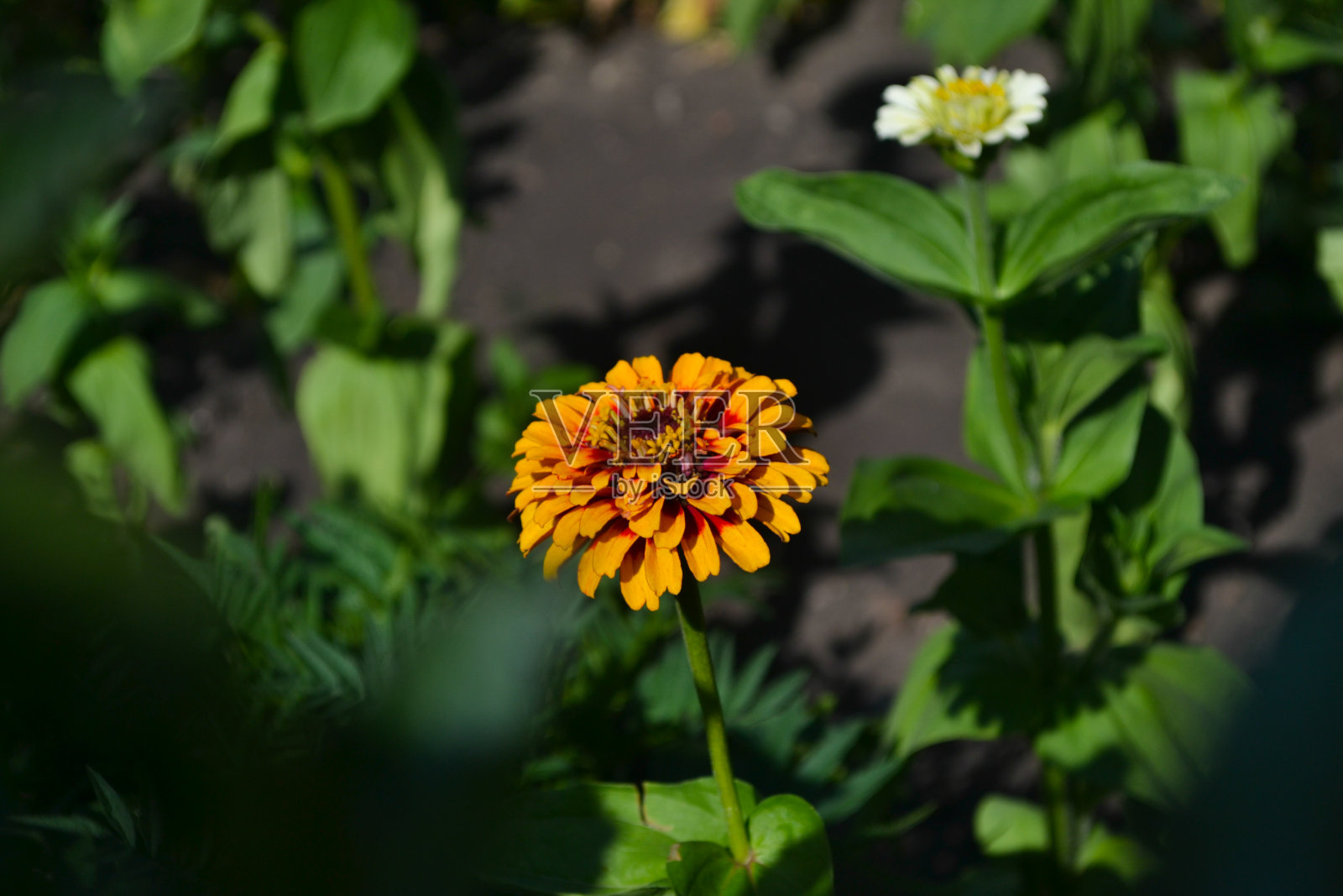 花照片摄影图片
