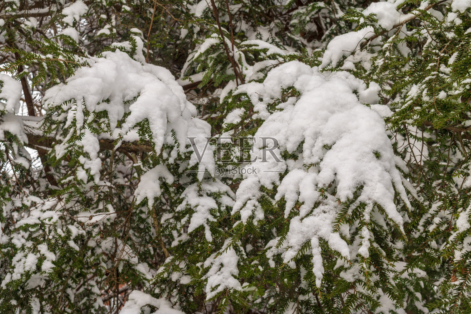 松枝上覆盖着雪照片摄影图片