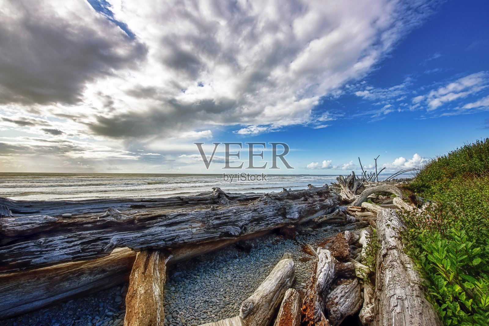 像浮木一样的大树照片摄影图片