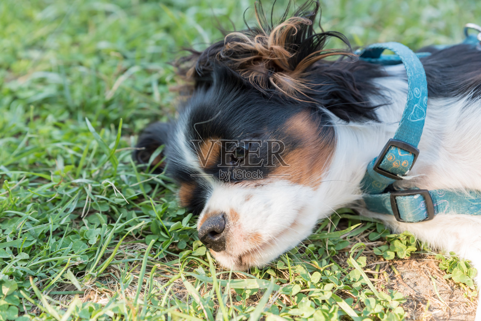 的画像Cavallierking照片摄影图片