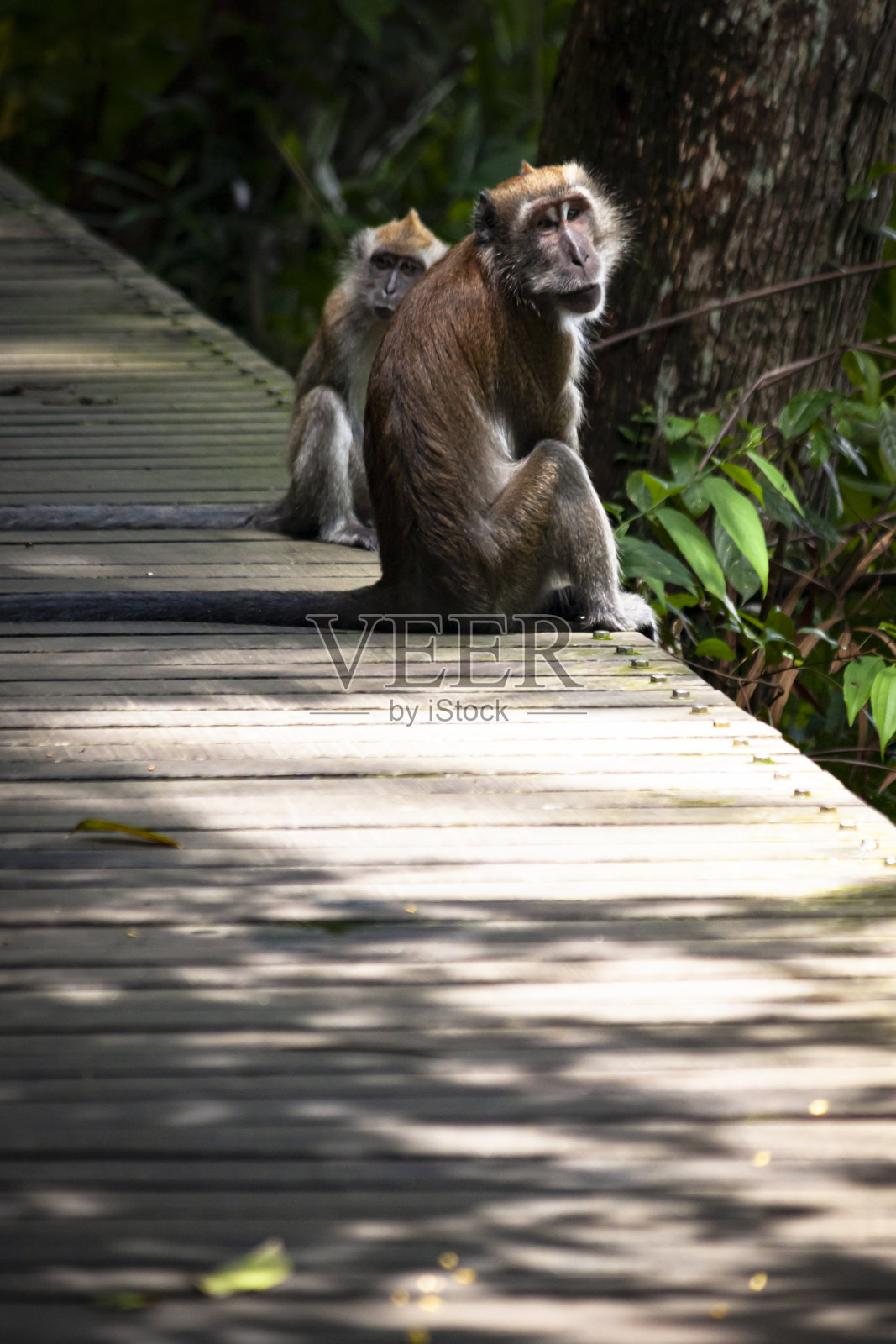 麦里奇水库木板路上的长尾猕猴照片摄影图片