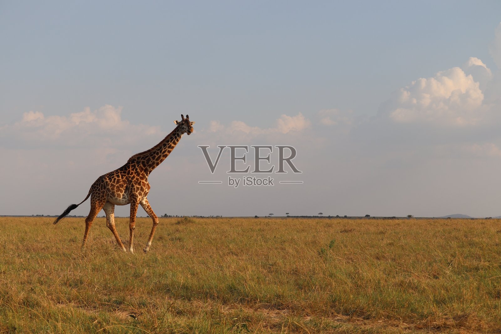 长颈鹿照片摄影图片