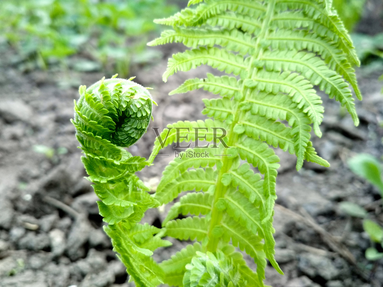 蕨的微距照片。美丽的蕨类植物的叶子。绿叶天然蕨类背景。照片摄影图片