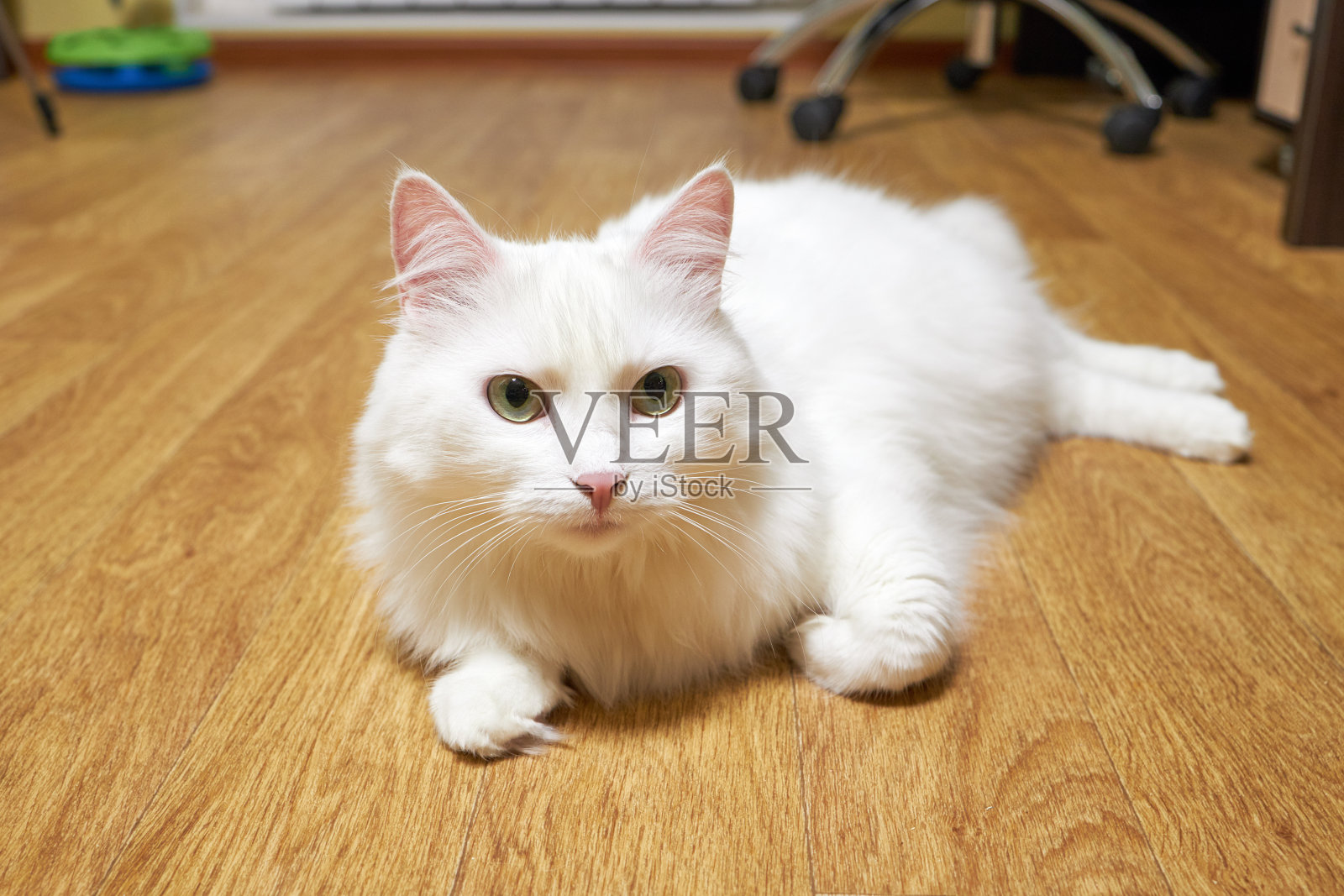 可爱的家养白胡须猫躺在地板上，看着镜头。家养宠物的生活。照片摄影图片