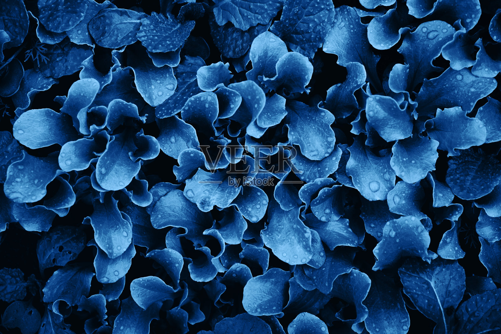 绿叶蔬菜，生菜，沙拉芽生长在花园里。健康食品。照片摄影图片