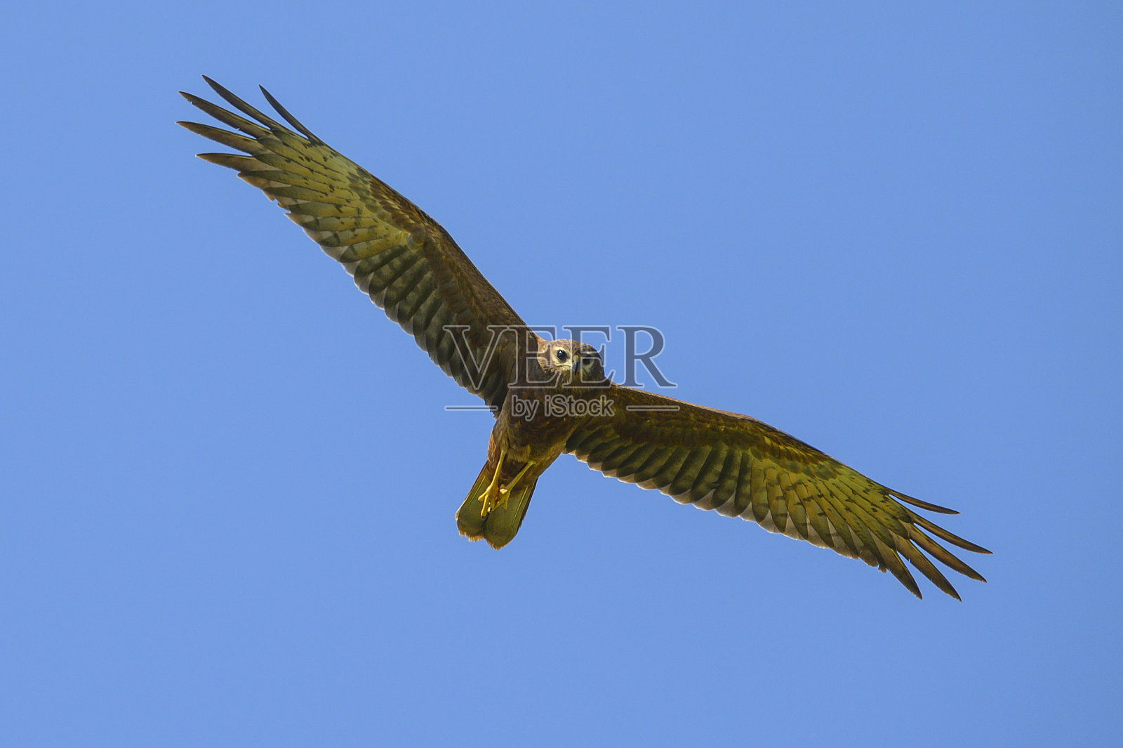 花衣鹞飞翔蓝天背景，成年女性照片摄影图片
