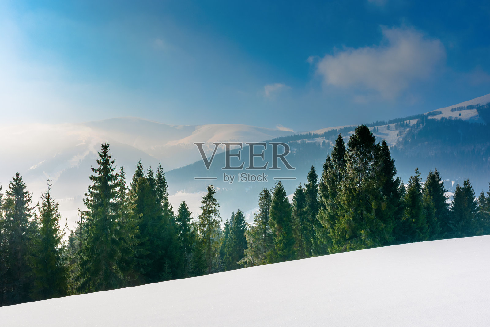 雪山草地上的云杉森林照片摄影图片