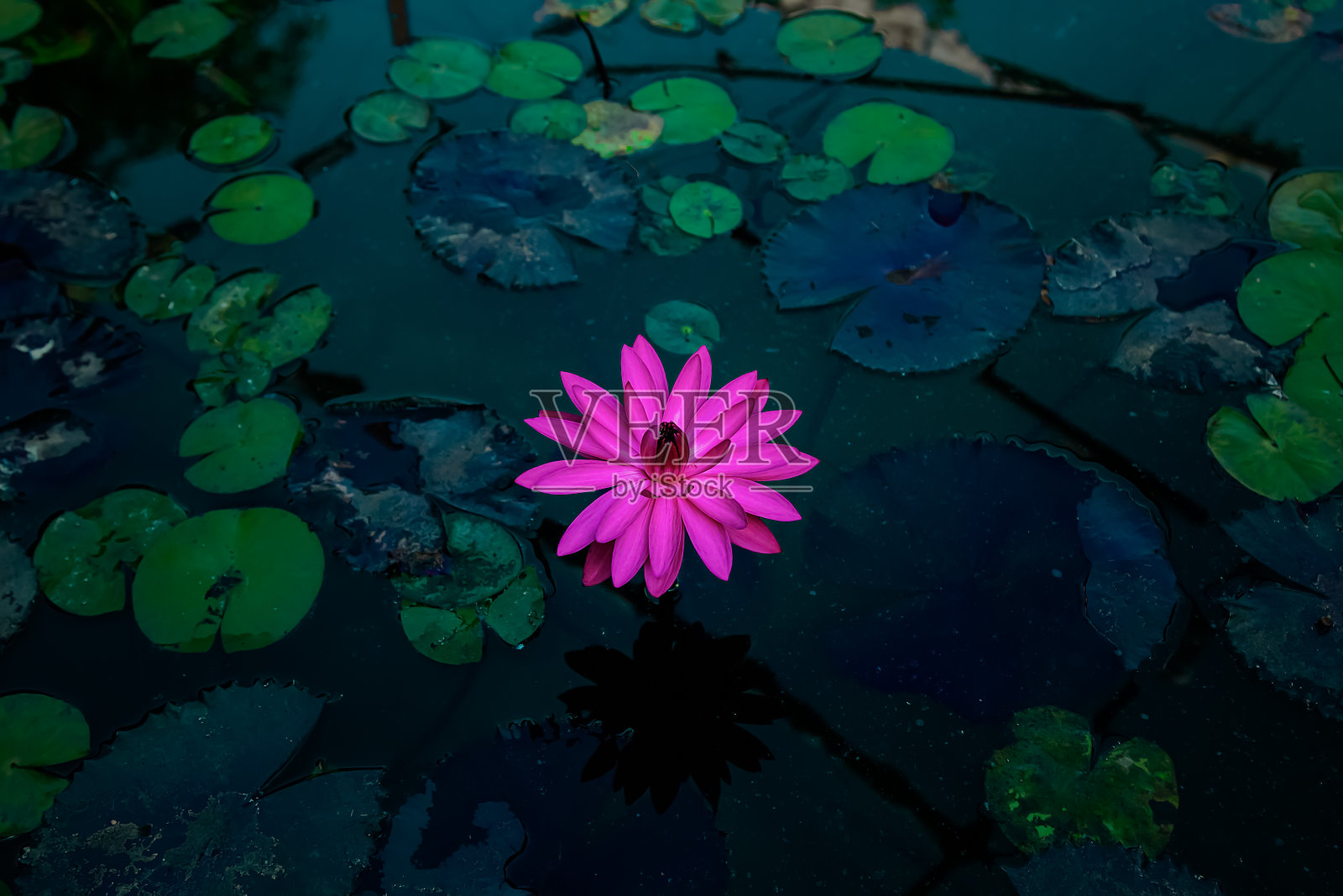 荷花盛开照片摄影图片