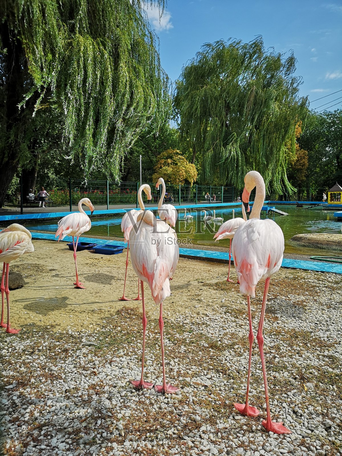 惊人的，特殊的和贵族火烈鸟的位置在夏季天堂照片摄影图片