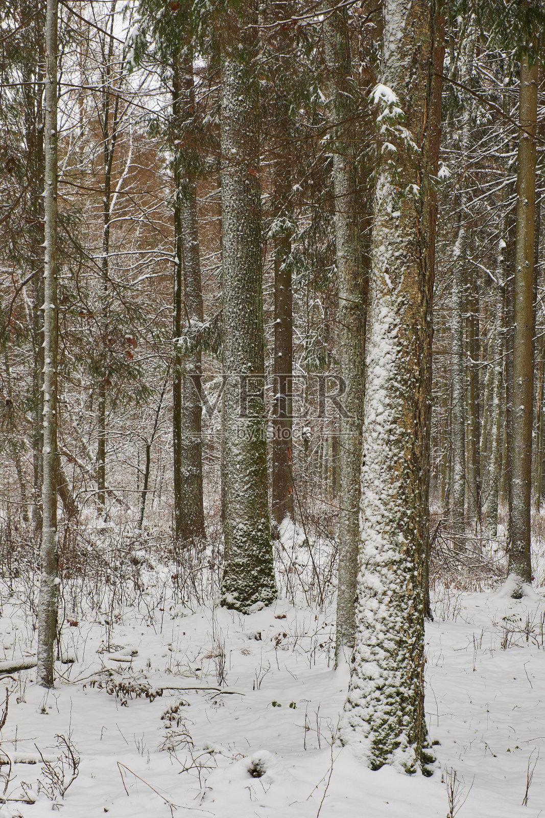 冬季景观雪混交林照片摄影图片