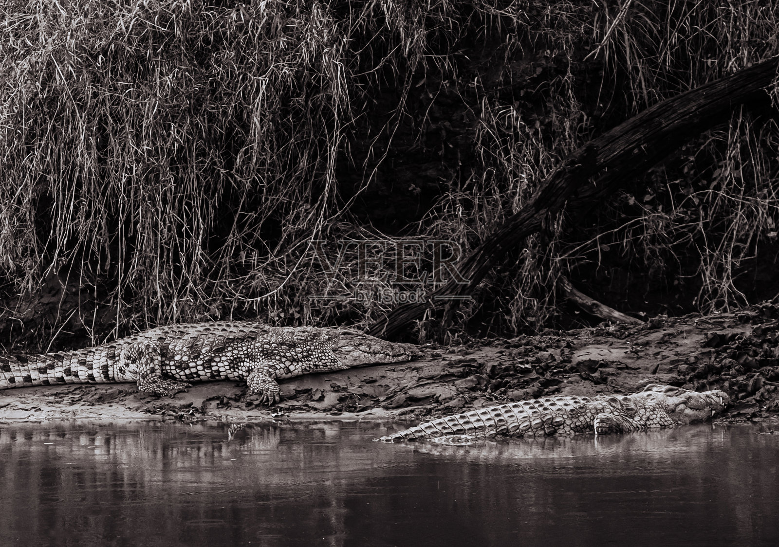 大的非洲尼罗河鳄鱼平静地躺在塞伦盖蒂泥泞的河岸上照片摄影图片