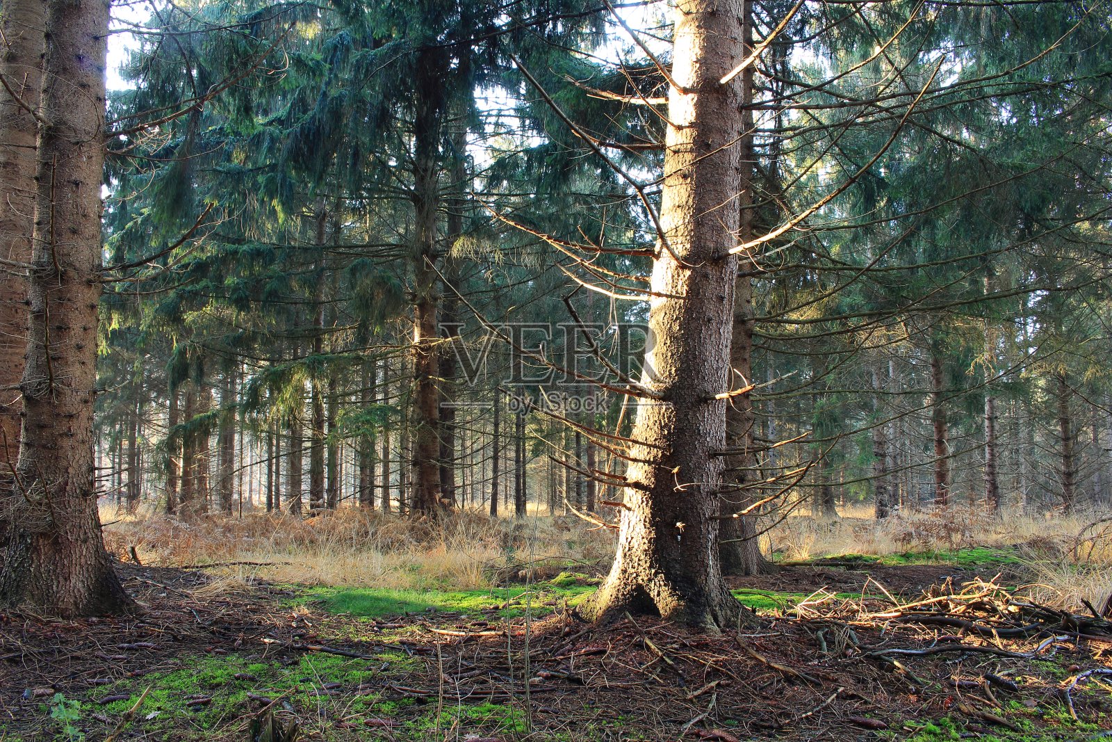 我们美丽的森林照片摄影图片