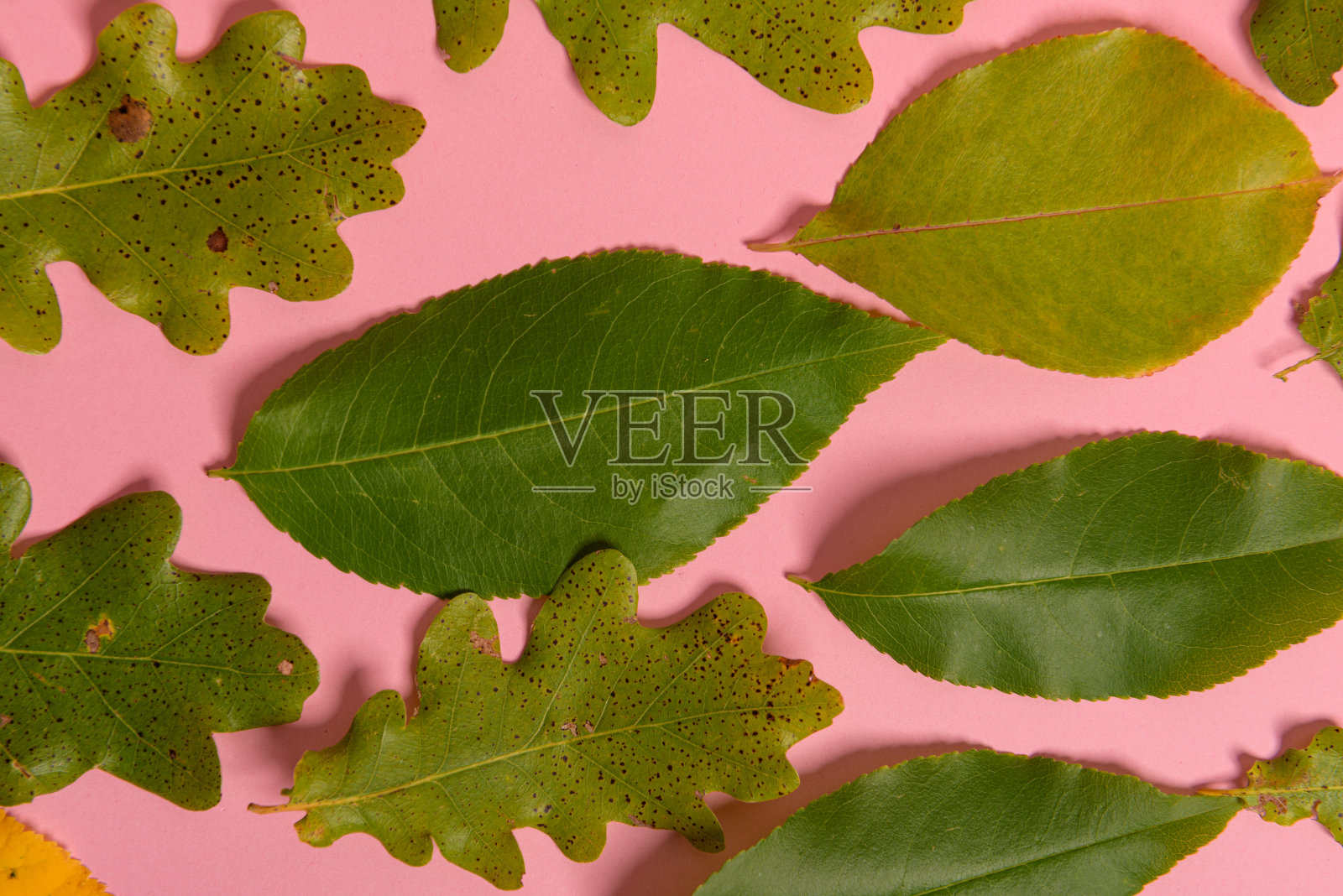 背景组秋叶橙色、绿色、黄色和棕色。在中间的粉红色背景上剪出心形。工作室拍摄。从以上观点。水平方向。本空间照片摄影图片