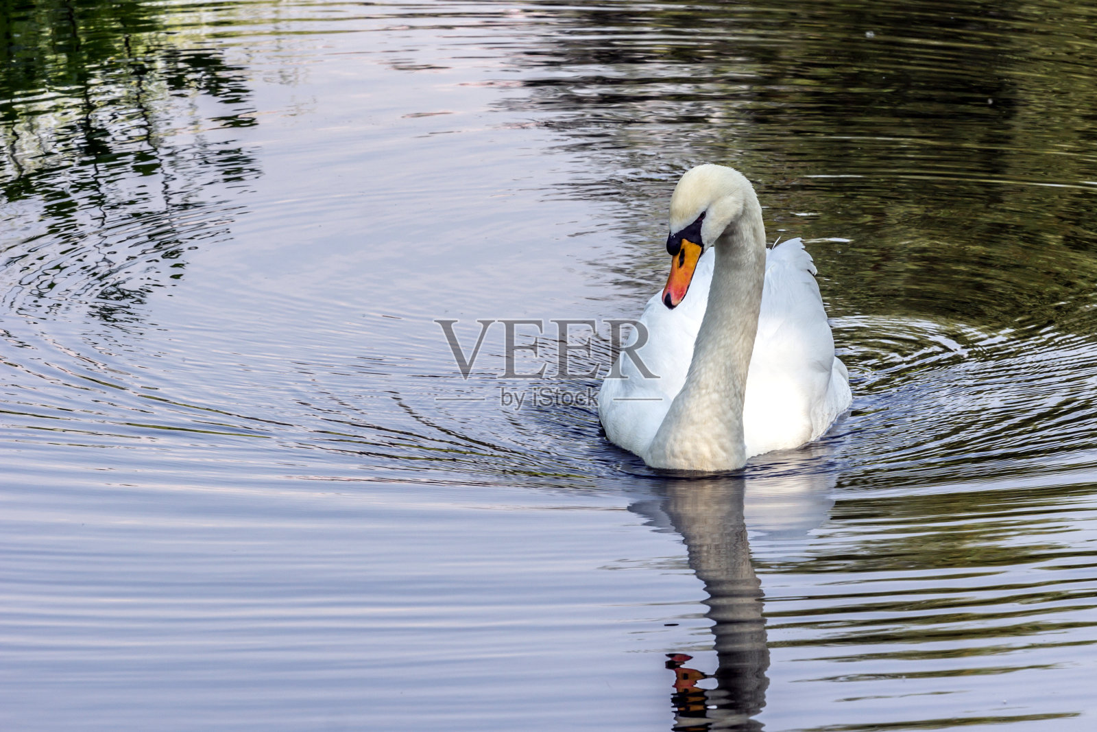 一只白色的天鹅漂浮在黑暗的水面上。城市里的鸟。俄罗斯动物世界。夏天的天鹅湖。世界上最美丽的鸟类。照片摄影图片