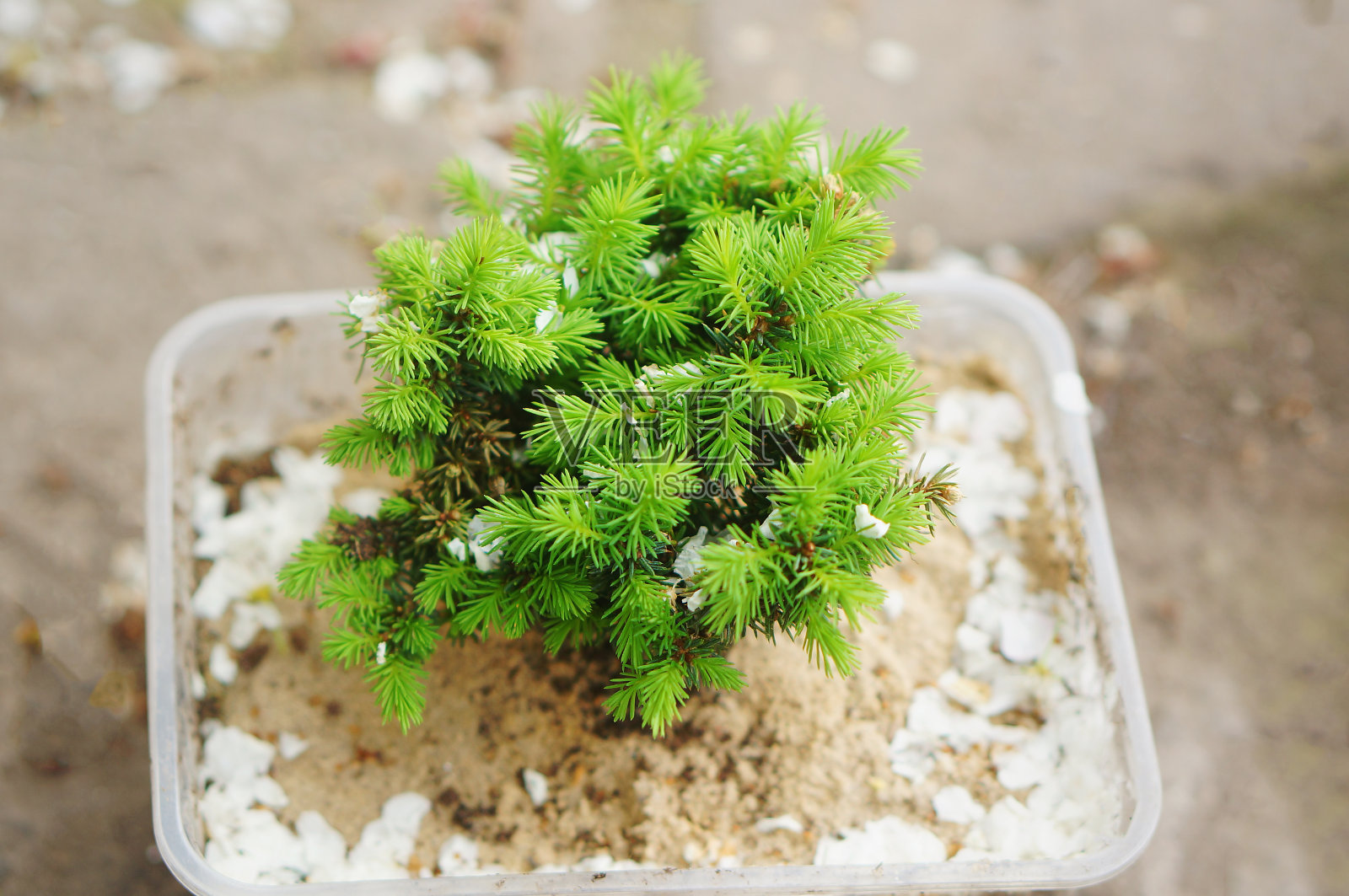 云杉“小宝石”小茎准备在春天的花园中种植。照片摄影图片
