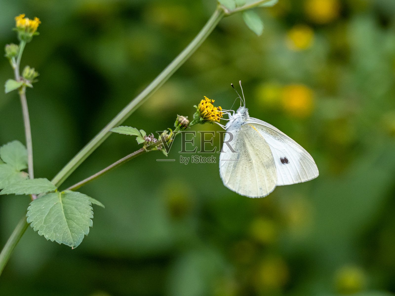 花园里的白蝴蝶在花上喝花蜜照片摄影图片