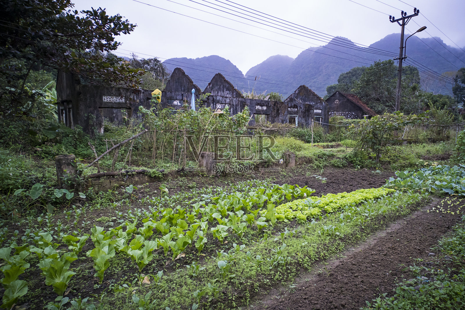 在一个废弃的老村庄里种植植物照片摄影图片