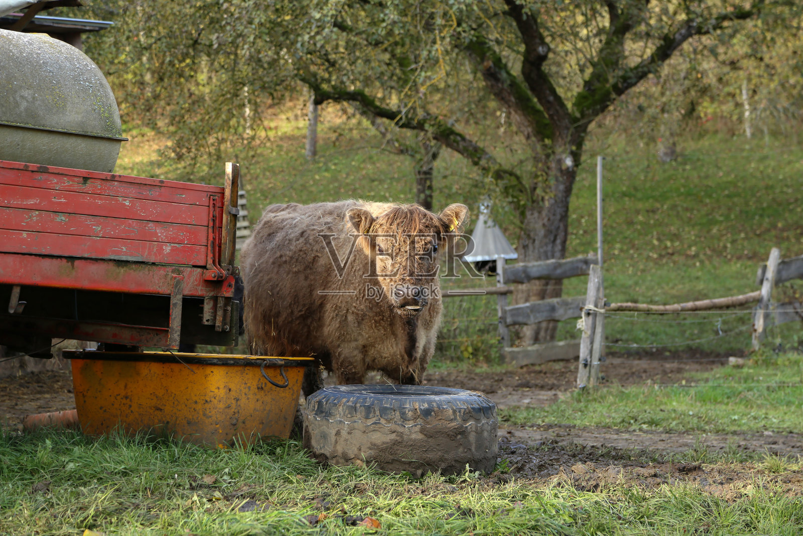 农场里的小高地母牛照片摄影图片